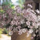Agrostemma githago Rose 1,000 seeds Agrostemma githago Rose 1,000 seeds