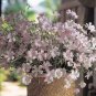 Agrostemma githago Rose 1,000 seeds