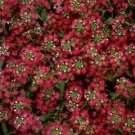 Alyssum Easter Bonnet Deep Rose 5,000 seeds