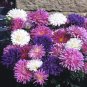 Aster Powderpuff Mix 2,000 seeds