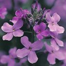 Hesperis matronalis Purple 1,000 seeds Hesperis matronalis Purple 1,000 seeds
