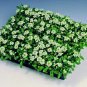 Alyssum Easter Bonnet White 5,000 seeds