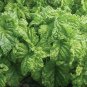 Basil Tuscany 1,000 seeds