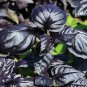 Basil Amethyst 1,000 seeds