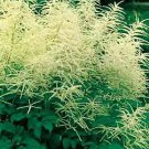 Aruncus dioicus 2,000 seeds