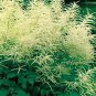 Aruncus dioicus 2,000 seeds