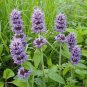 Blephilia ciliata 2,000 seeds