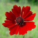 Coreopsis Red River Valley 10,000 seeds Coreopsis Red River Valley 10,000 seeds