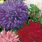 Aster Ostrich Feather Mix 2,000 seeds Aster Ostrich Feather Mix 2,000 seeds