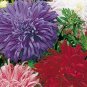 Aster Ostrich Feather Mix 2,000 seeds
