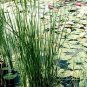 Juncus effusus 10,000 seeds