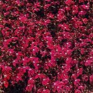 Lobelia Rosamond 10,000 seeds Lobelia Rosamond 10,000 seeds