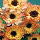 Calendula Sunset Buff 1,000 seeds Calendula Sunset Buff 1,000 seeds