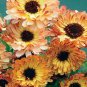 Calendula Sunset Buff 1,000 seeds