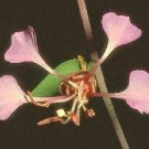 Clarkia Mountain Garland 2,500 seeds Clarkia Mountain Garland 2,500 seeds