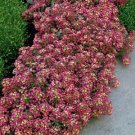 Alyssum Oriental Night 5,000 seeds Alyssum Oriental Night 5,000 seeds