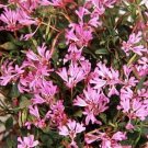 Clarkia Pink Ribbons 1,000 seeds
