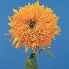 Helianthus Teddy Bear (Dwarf) 500 seeds Helianthus Teddy Bear (Dwarf) 500 seeds