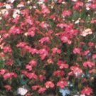 Lobelia Fountain Crimson 5,000 seeds