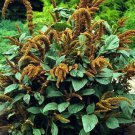 Amaranthus Hot Biscuits 1,000 seeds Amaranthus Hot Biscuits 1,000 seeds