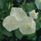 Morning Glory Blue Star 100 seeds