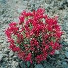 Calandrinia Ruby Tuesday 1,000 seeds Calandrinia Ruby Tuesday 1,000 seeds