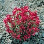 Calandrinia Ruby Tuesday 1,000 seeds