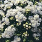 Ageratum White Bouquet 1,000 seeds Ageratum White Bouquet 1,000 seeds