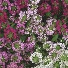 Alyssum Easter Bonnet Mix 2,500 seeds
