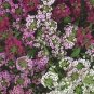 Alyssum Easter Bonnet Mix 2,500 seeds