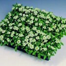 Alyssum Easter Bonnet White 2,500 seeds