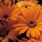 Dimorphotheca Sunshine Orange 250 seeds