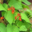 Phaseolus Scarlet Runner Bean 100 seeds Phaseolus Scarlet Runner Bean 100 seeds