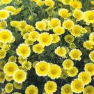 Layia Tidy Tips 1,000 seeds Layia Tidy Tips 1,000 seeds