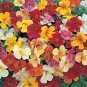 Mimulus Magic Mix 250 seeds