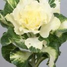 Flowering Kale Flare White 100 seeds