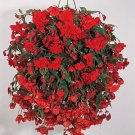 Begonia Illumination Orange 100 seeds Begonia Illumination Orange 100 seeds