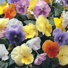 Pansy Giant Forerunner Mix 500 seeds Pansy Giant Forerunner Mix 500 seeds