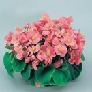 Begonia Super Olympia Pink 1,000 seeds Begonia Super Olympia Pink 1,000 seeds