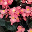 Begonia Senator Pink 1,000 seeds