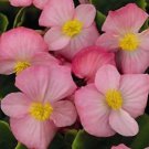 Begonia Sprint+ Pink 1,000 seeds Begonia Sprint+ Pink 1,000 seeds
