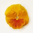 Pansy Matrix Orange Clear 250 seeds