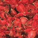 Coleus Wizard Velvet Red 1,000 seeds Coleus Wizard Velvet Red 1,000 seeds