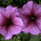 Petunia Daddy Sugar 1,000 seeds Petunia Daddy Sugar 1,000 seeds