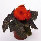 Begonia Nonstop Mocca Orange-Deep 250 seeds Begonia Nonstop Mocca Orange-Deep 250 seeds