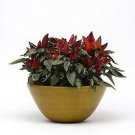 Pepper Ornamental Wicked 100 seeds