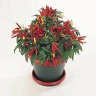 Pepper Ornamental Chilly Chili 100 seeds Pepper Ornamental Chilly Chili 100 seeds