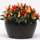 Pepper Ornamental Blaze 100 seeds