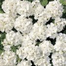 Geranium Multibloom White 100 seeds