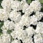 Geranium Multibloom White 100 seeds